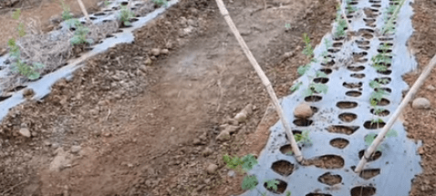 kỹ thuật trồng và chăm sóc mướp đắng