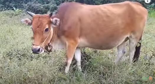 cách nuôi bò