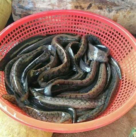 Cá Trê Suối Phú Quốc Đặc sản độc của Đảo Ngọc  Thị trường NLD