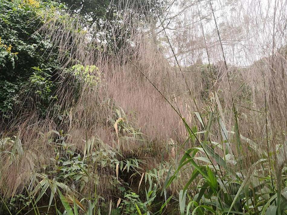 Thu nhập khá từ cây đót rừng - Niên Giám Nông Nghiệp