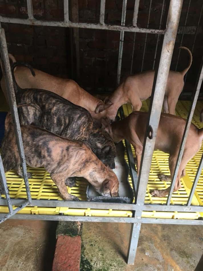 Chó Phú Quốc