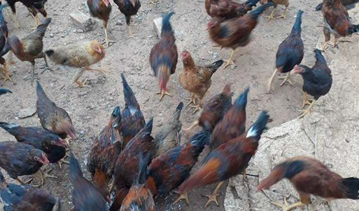 Mô hình chăn nuôi gà ta thả vườn không dịch bệnh