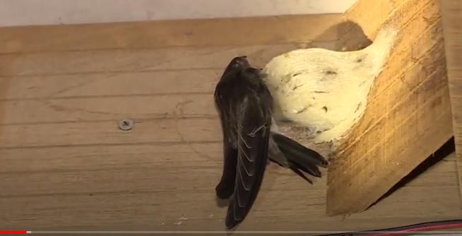 Xây dựng mô hình nuôi chim yến  Trỡ thành triệu phú sau 35 năm  YouTube