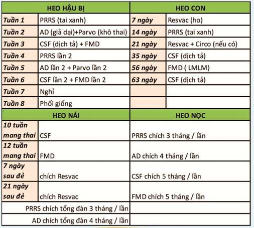Huong-dan-lich-tiem-vac-xin-cho-heo-an-toan-va-hieu-qua-nhat 7469111475
