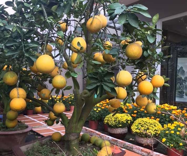 Kỹ thuật trồng cây có múi