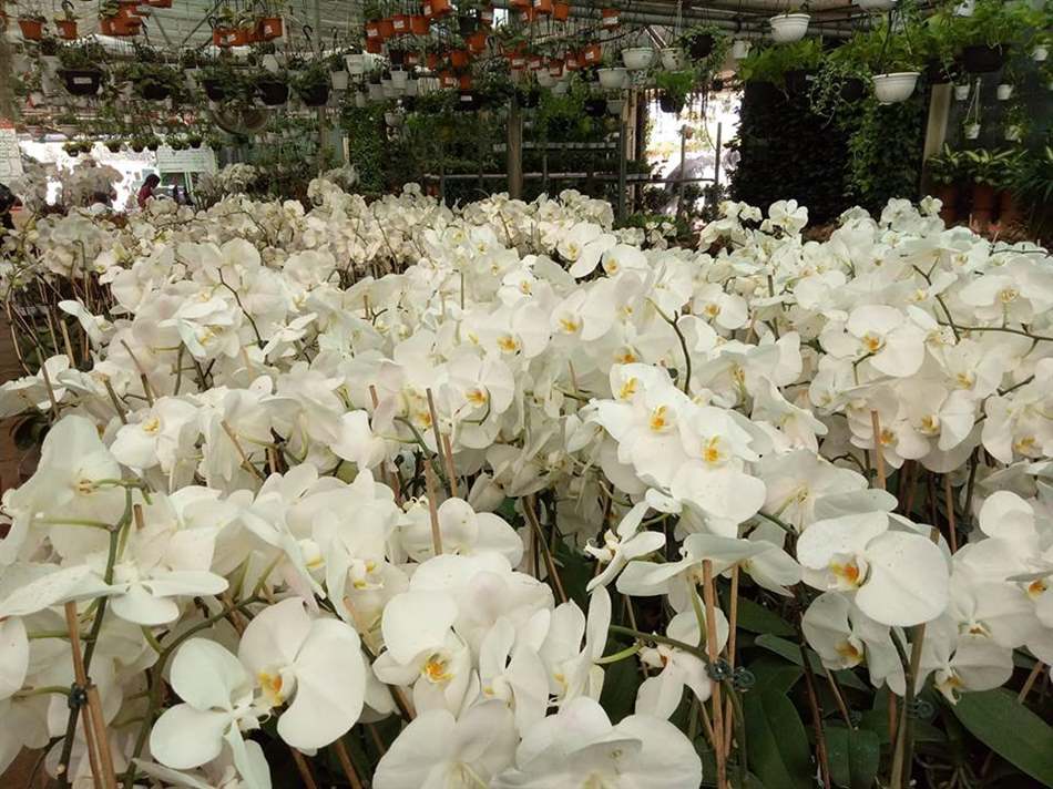 lan hồ điệp trắng