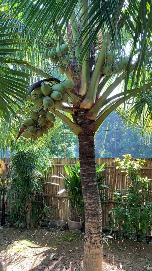 Cây dừa ra hoa không đậu quả: Một số nguyên nhân và cách phòng trị