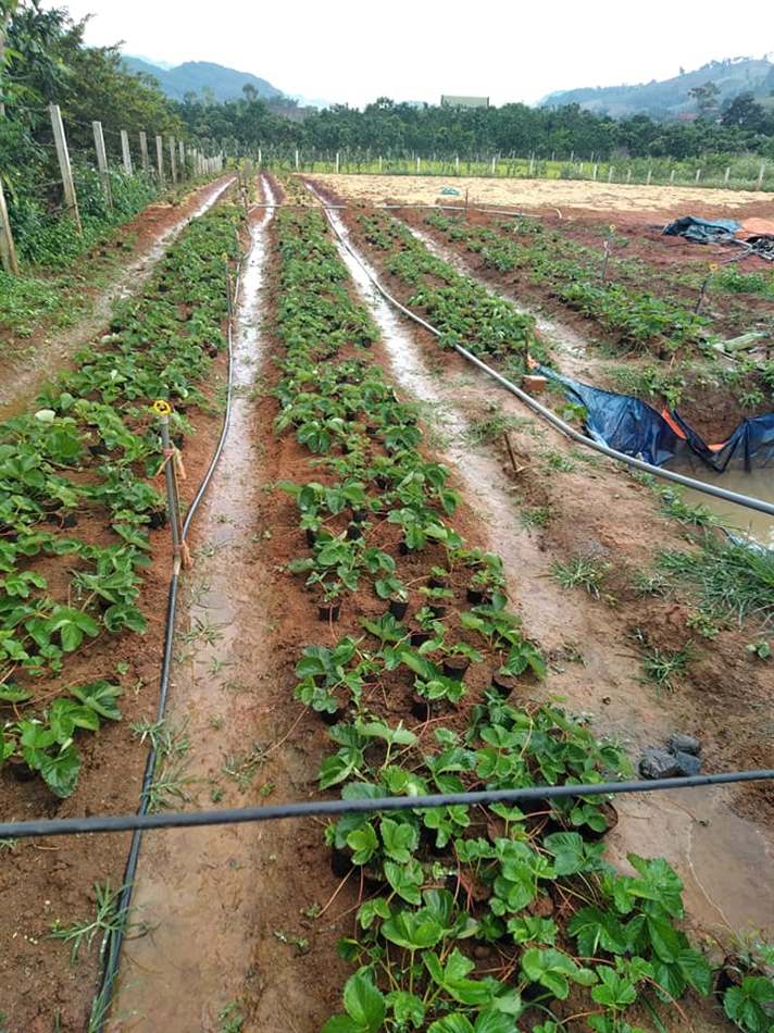 Tăng độ phì nhiêu của đất