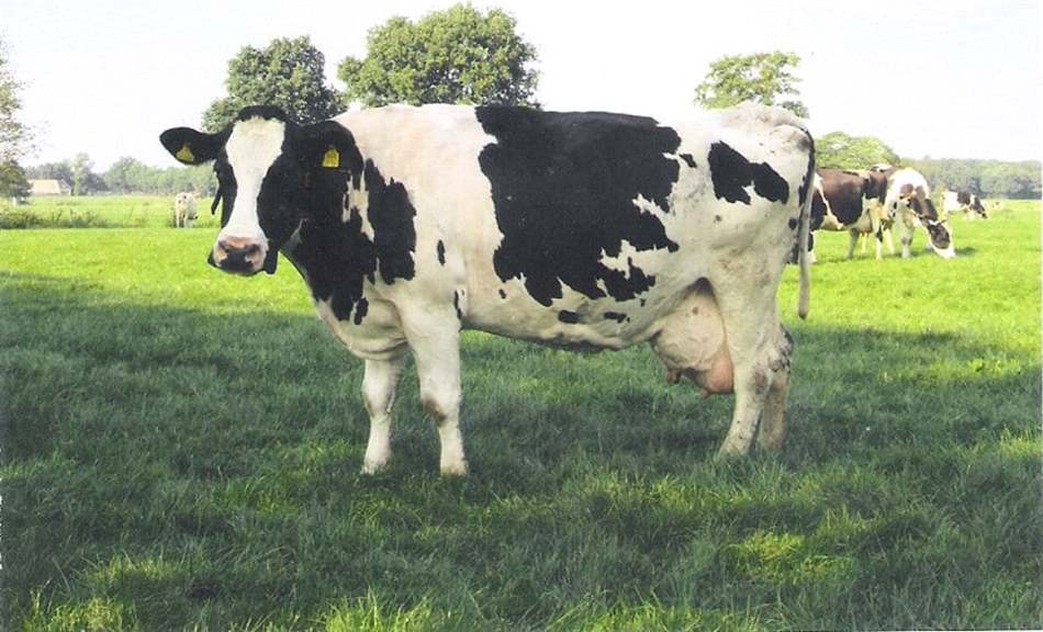 Bò sữa Hà Lan: Giống bò cung cấp sữa giá trị bậc nhất thế giới