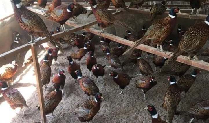 Hướng dẫn cách chăm sóc chim trĩ đỏ đúng cách | Công ty TNHH TM & SX Bình  Quân