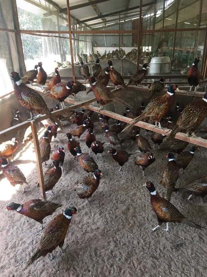 Trang trại chim trĩ, gà Quý Phi độc đáo ở Cần Thơ