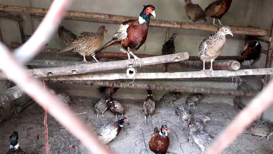 Kỹ thuật nuôi chim trĩ xanh lãi tiền tỉ một năm - Agri.vn