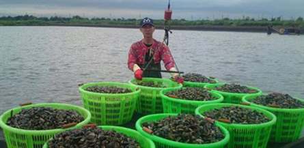 kỹ thuật nuôi nghêu