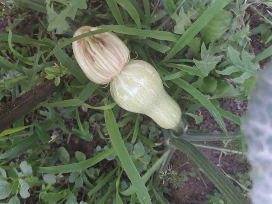 bí đỏ