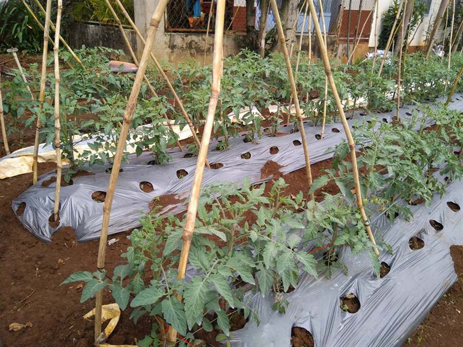 trồng cà chua 