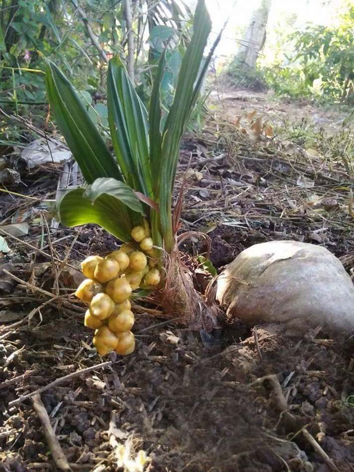 Cây dừa ra hoa không đậu quả