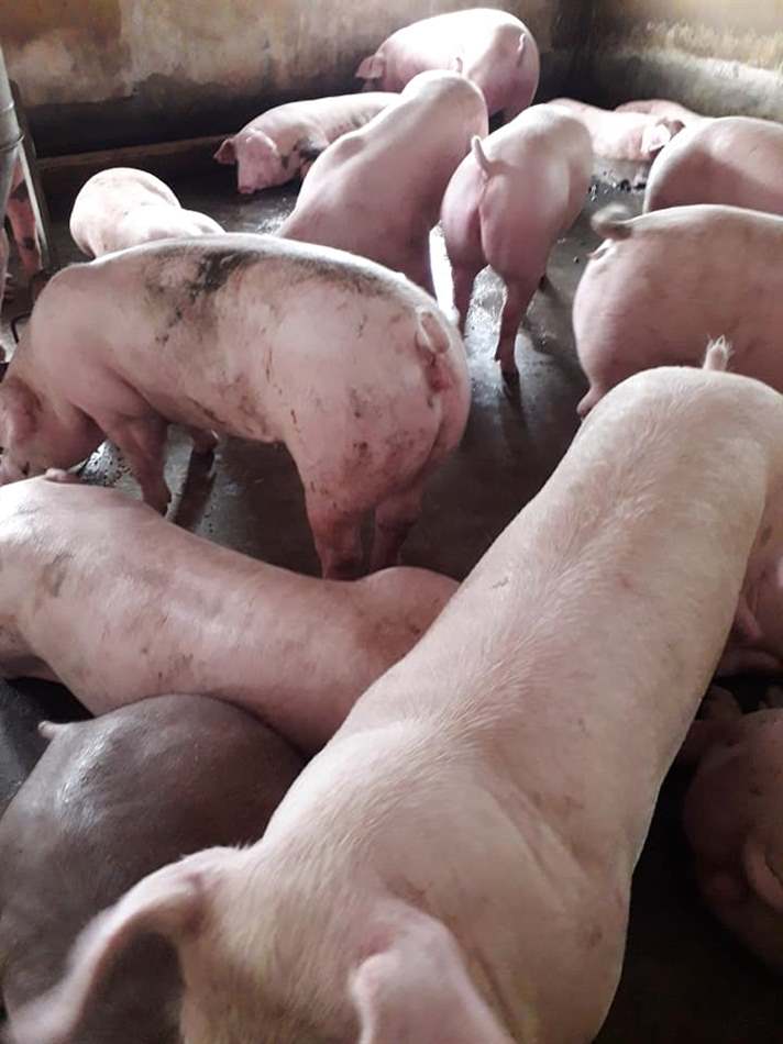 tiêm vắc xin cho heo