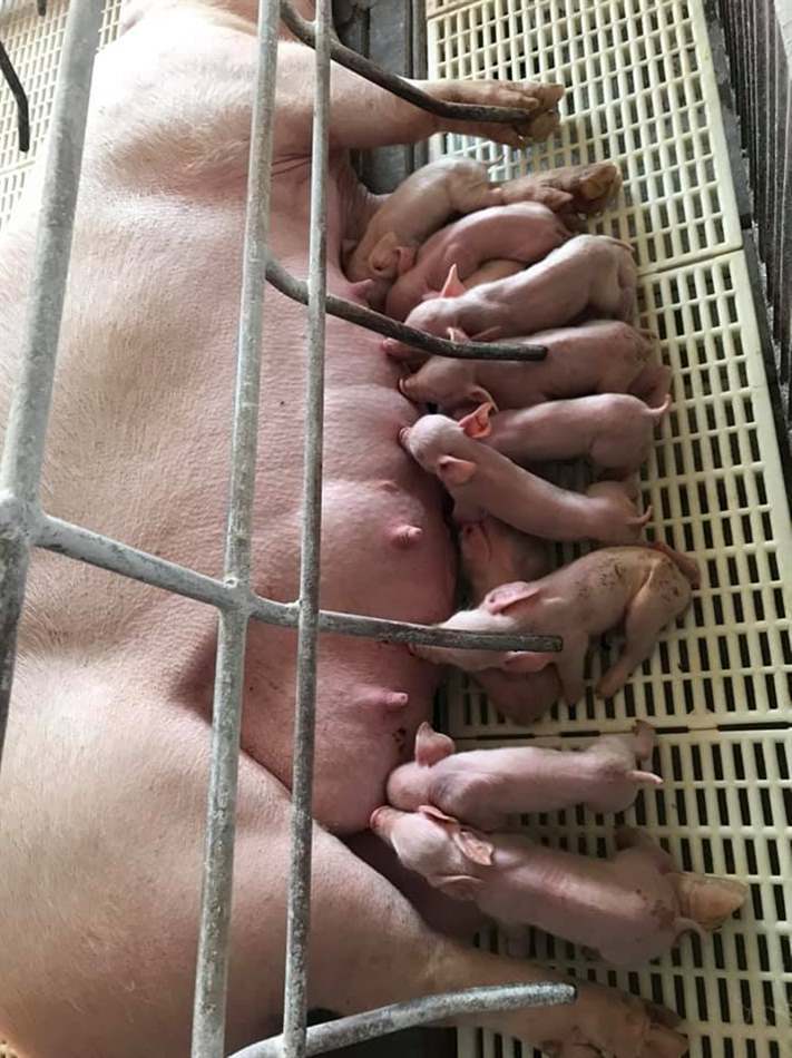chăm sóc lợn con