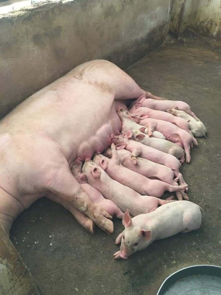 heo nái nhiều sữa
