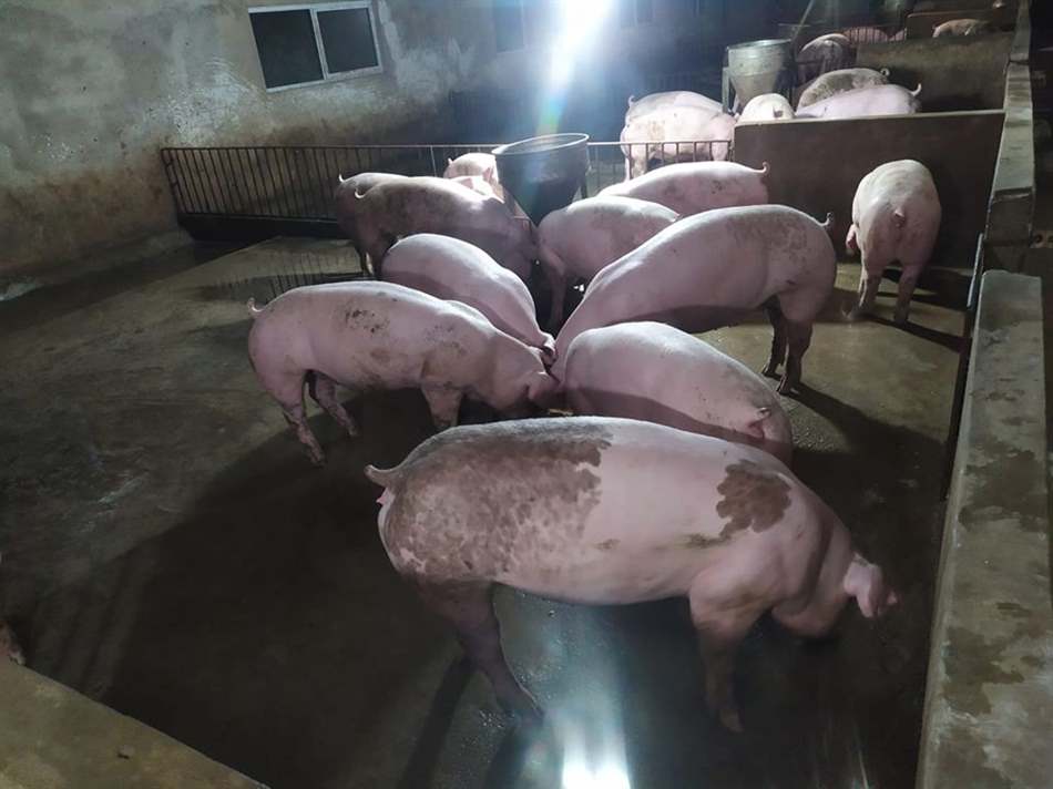 Hạch toán kinh tế chăn nuôi heo thịt công nghiệp trại 1000 con  VietDVM   Trang thông tin kiến thức Chăn nuôi UY TÍN