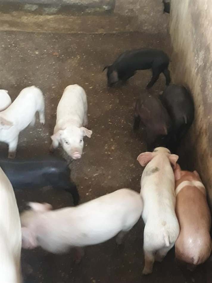chăm sóc heo con
