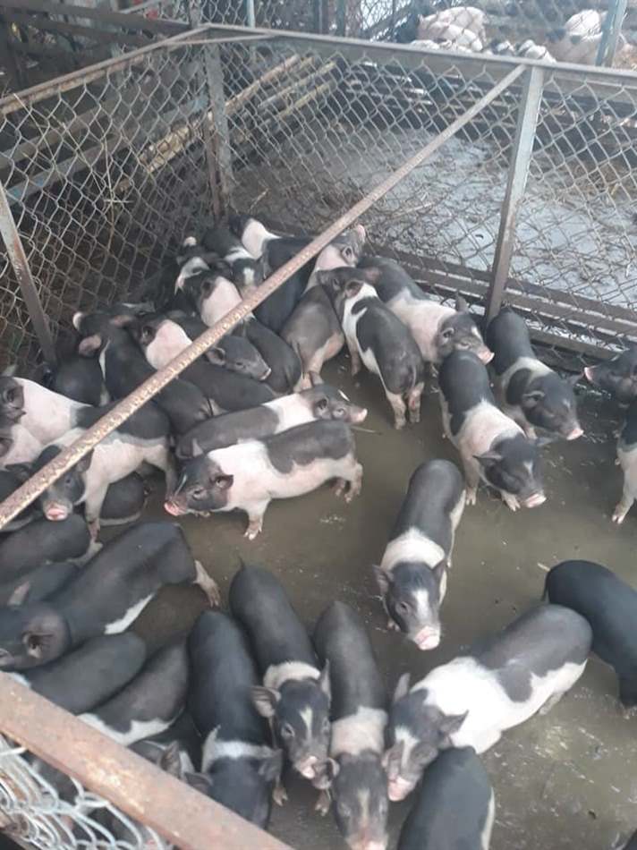 nuôi lợn con
