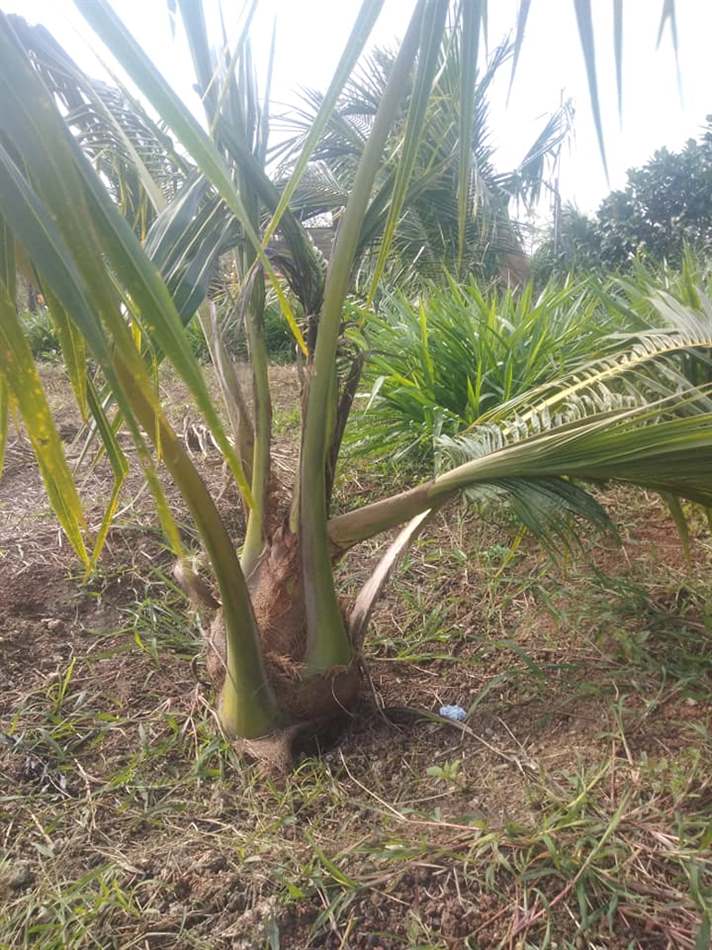 dừa xiêm bị vàng lá