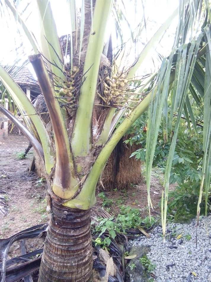 dừa xiêm bị vàng lá