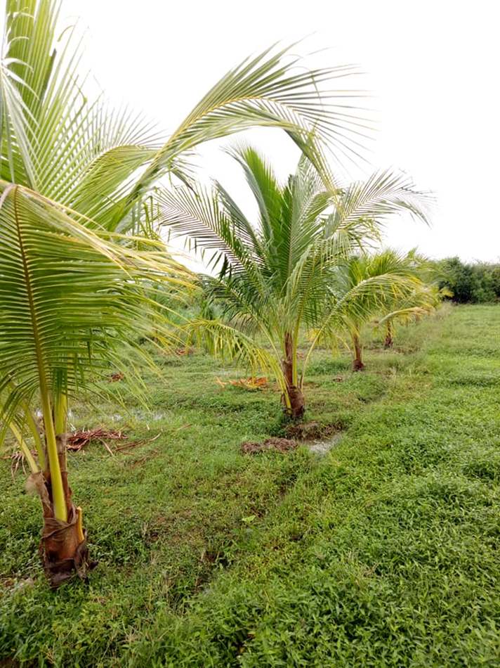 dừa xiêm bị vàng lá