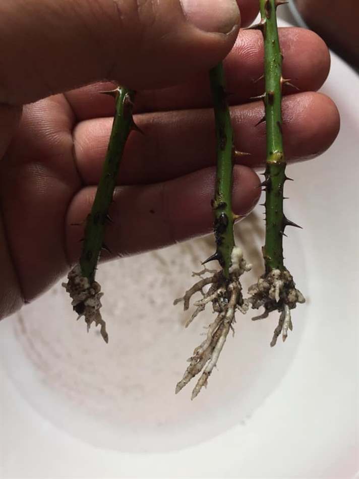 Rễ trắng đã ra dài 1-2cm