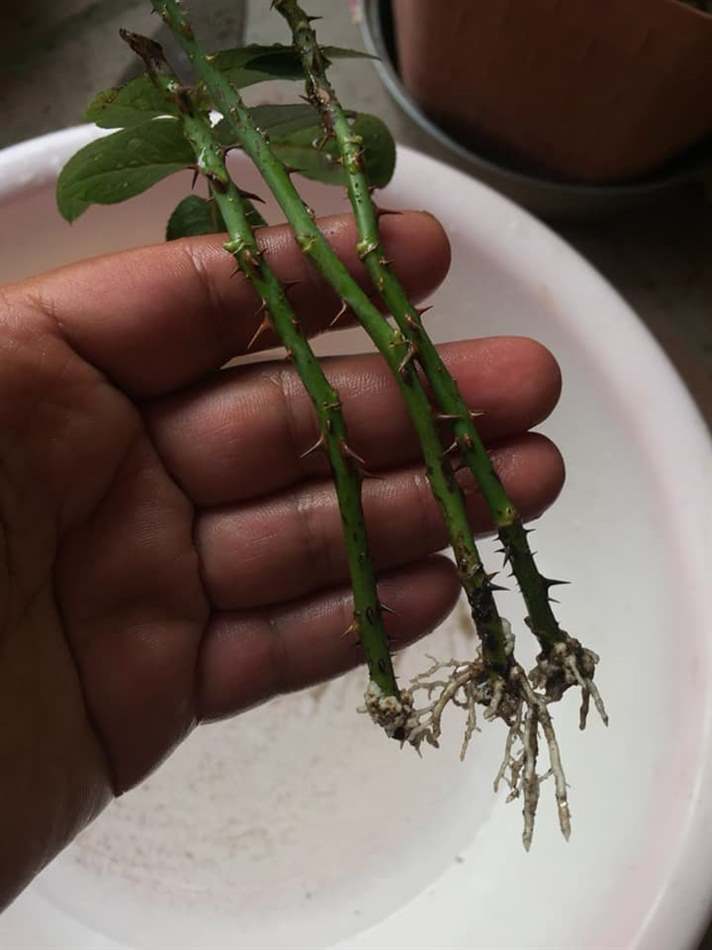 Rễ trắng đã ra dài 1-2cm