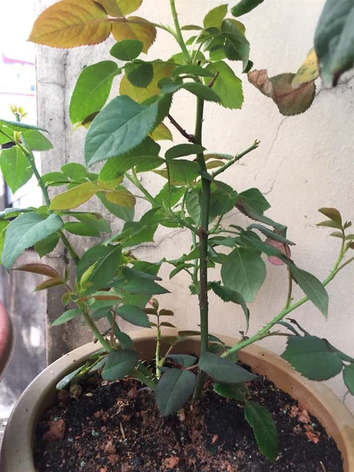 Cây phát triển mạnh sau 2,5 tháng