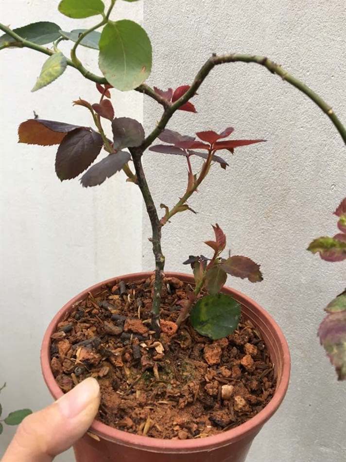 Mầm gốc đỏ au chứng tỏ cây khoẻ