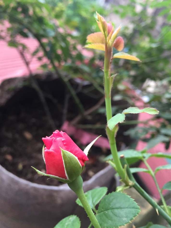 Cả chồi lẫn nụ đều xinh