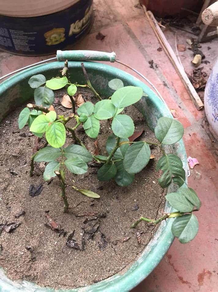Cành giâm 1 tháng lá vẫn xanh và có lá mới