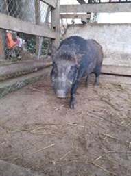 lợn rừng Việt Nam
