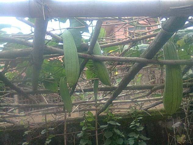 mướp hương