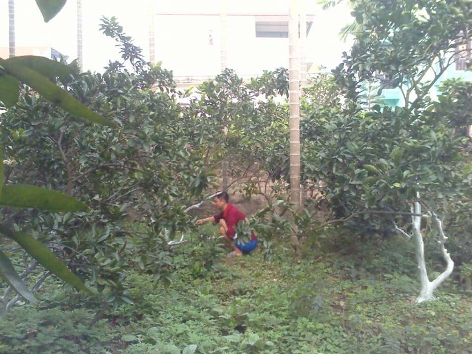 quét vôi cho gốc bưởi