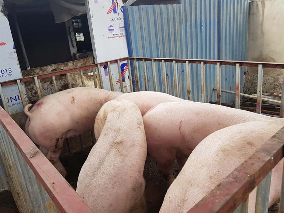 trang trại chăn nuôi lợn