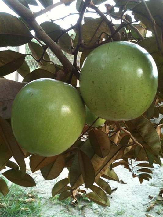 chiết cây vú sữa