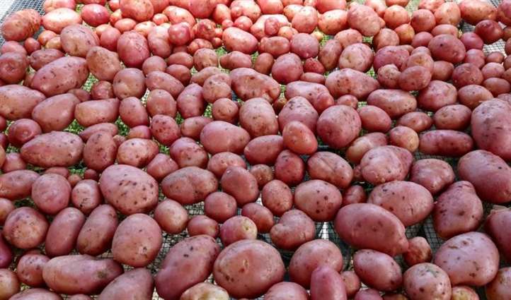 khoai tây nảy mầm