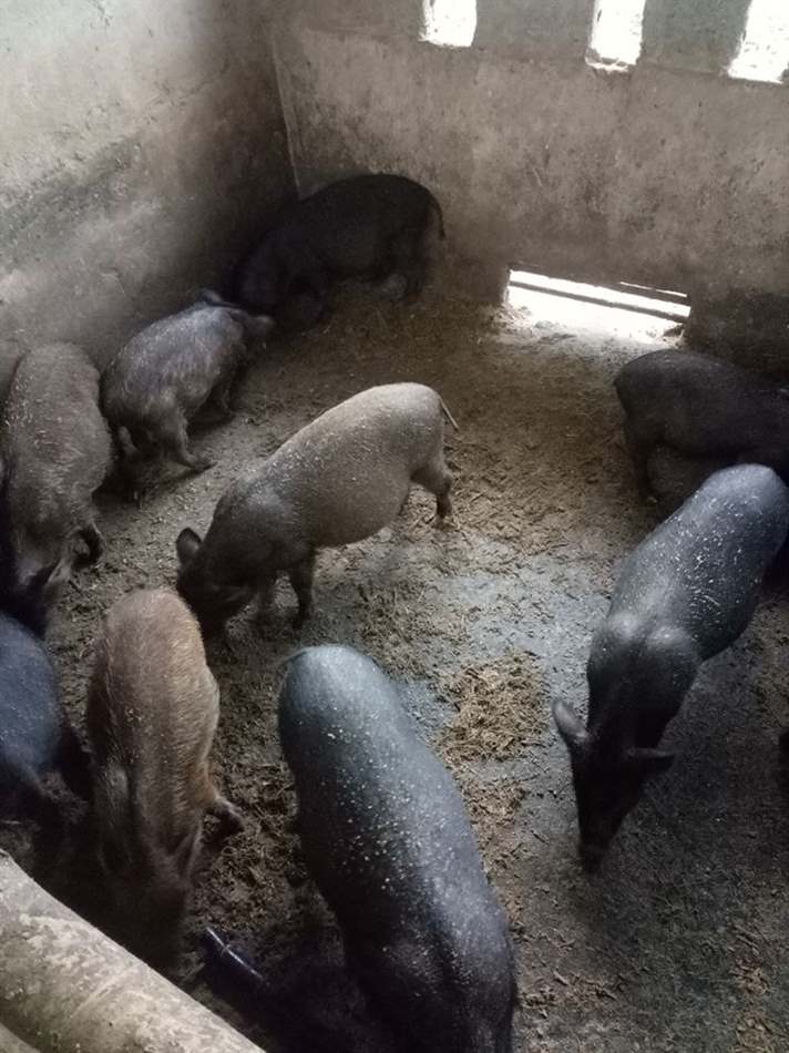 Lợn bị nôn mửa