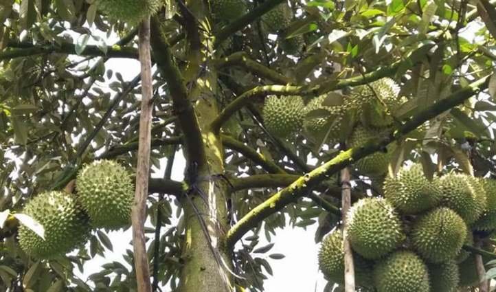 Cách chăm sóc sầu riêng monthong Thái Lan mới trồng để cây phát triển tốt   Siêu Thị Cây Giống Welofarm  Đi Cùng Nhà Nông