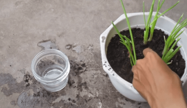 Cách trồng hành lá trong chậu
