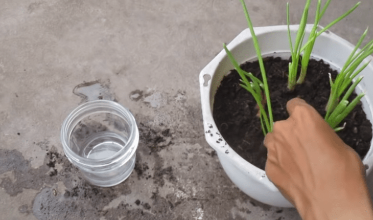 Cách trồng hành lá trong chậu