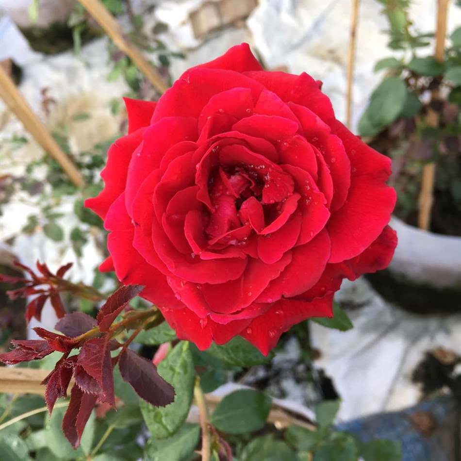 Hoa hồng cổ Hải Phòng