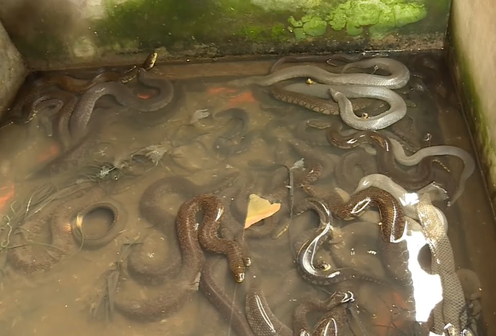 Hiệu quả bước đầu từ mô hình nuôi rắn hổ đất tại Bạc Liêu  YouTube