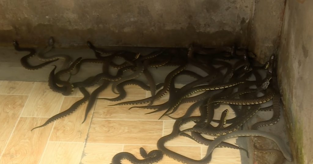Lịch sử giá Đồ chơi vòng tay rắn trẻ em mô phỏng mô hình động vật rắn đồ  trang trí đeo cá tính rắn hổ mang rắn trăn đuôi chuông trêu chọc 