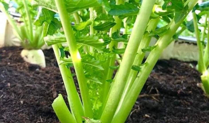 Cách trồng củ cải trắng