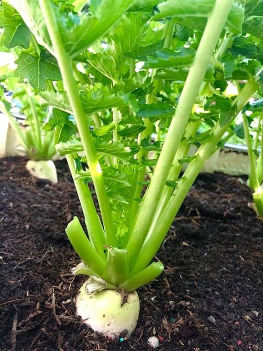 Cách trồng củ cải trắng thủy canh siêu tiết kiệm tại nhà